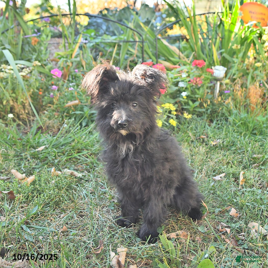 Pomapoo dogs for sale: Lil Scottie - Ad 2