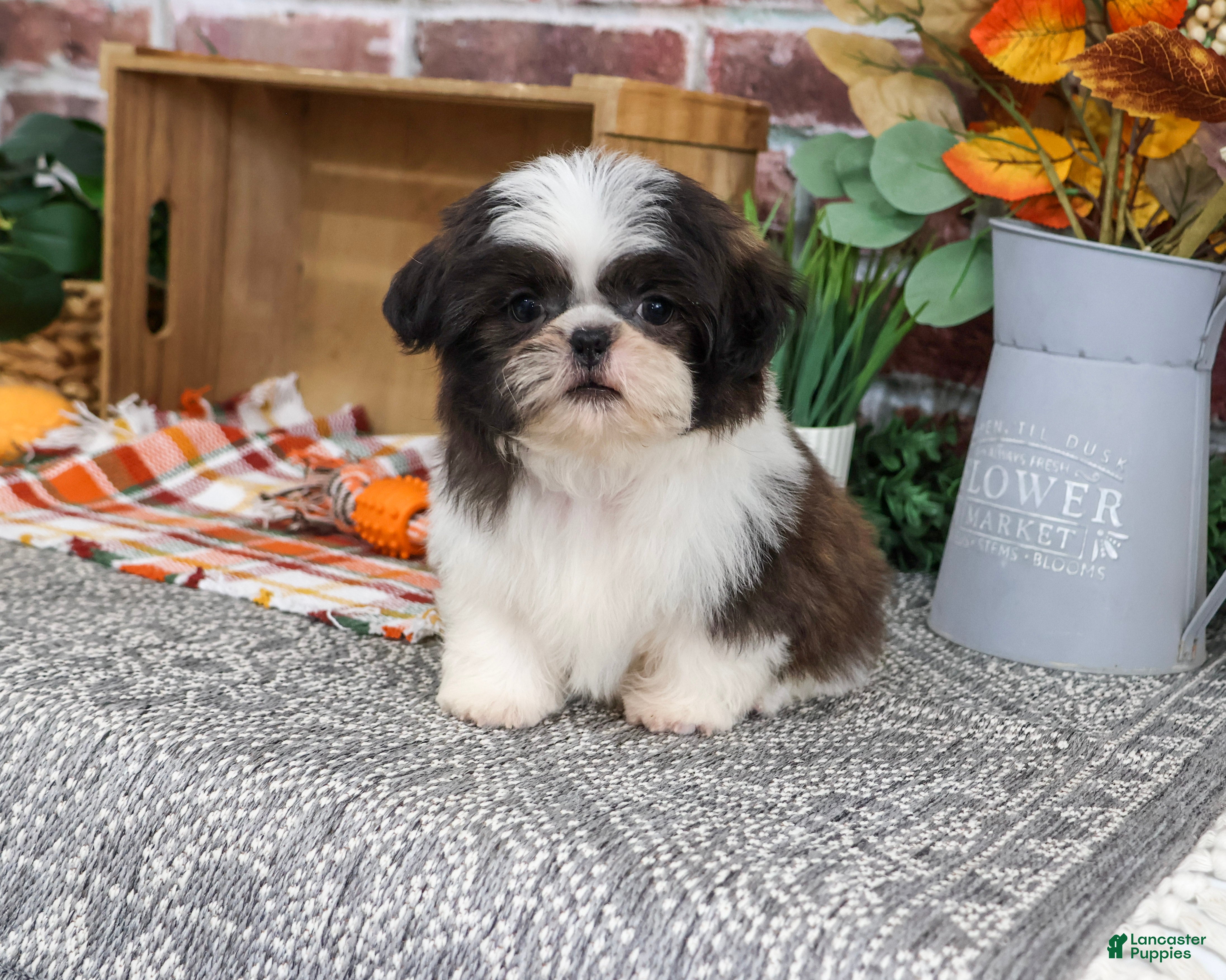 Shih Tzu dogs Abel - Ad 5