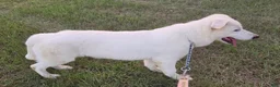 German Shepherd dogs for sale: German Shepherd 3 - Ad 3