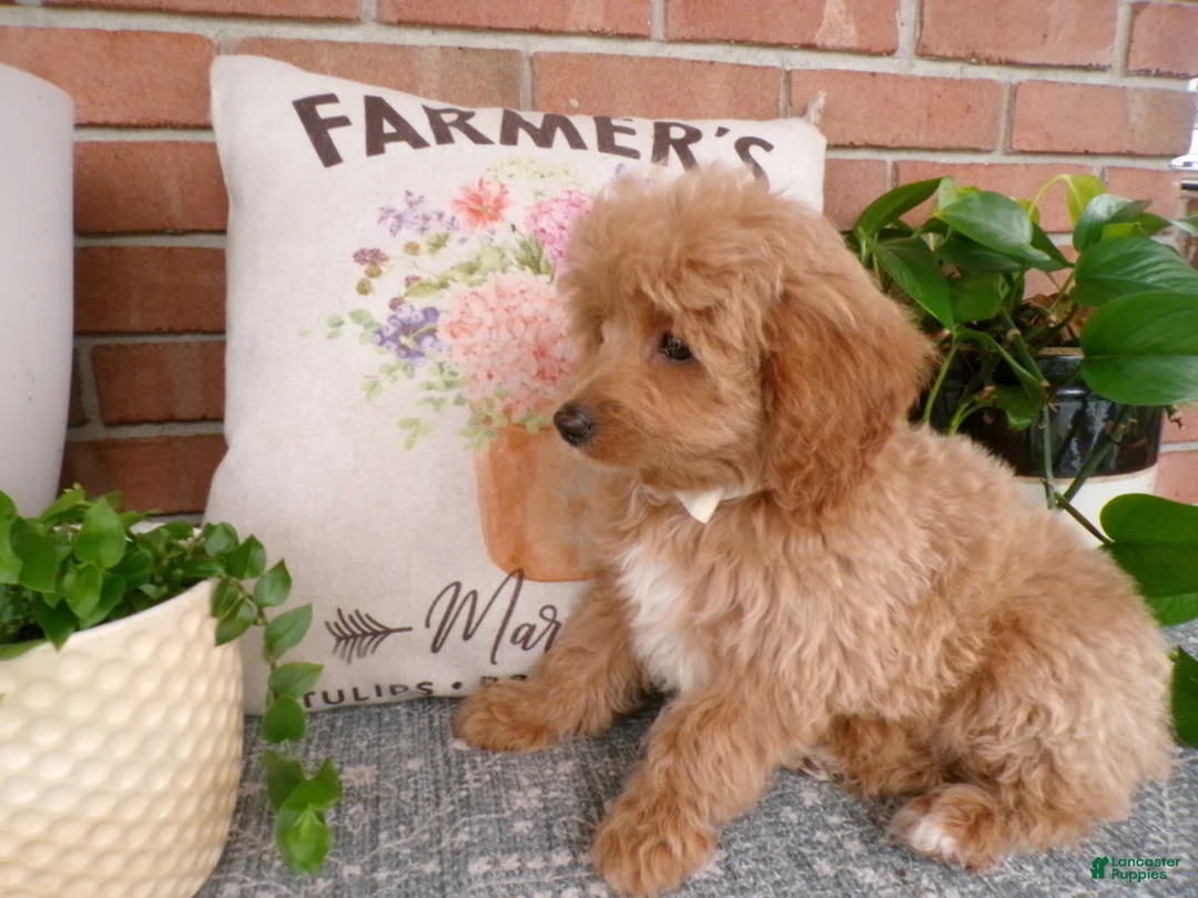 Mini Goldendoodle dogs for sale: Bonnie - Ad 2