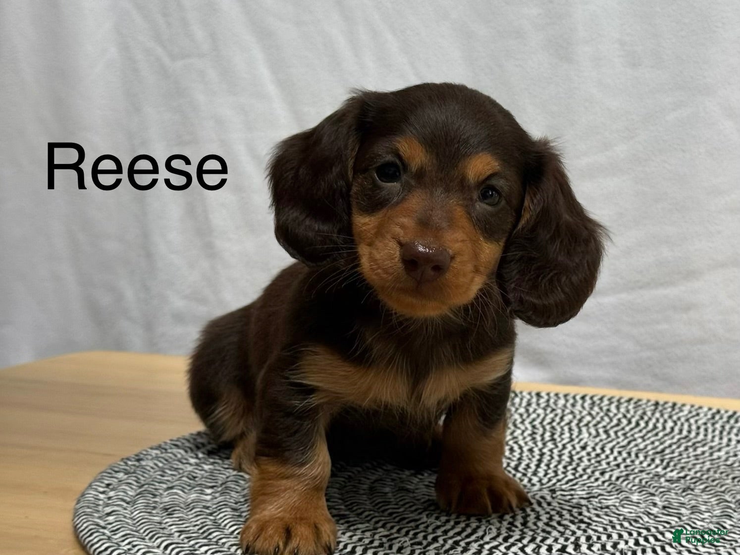 Miniature Dachshund dogs for sale: Reese - Ad 2