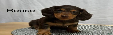 Reese