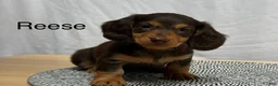 Miniature Dachshund dogs for sale: Reese - Ad 1