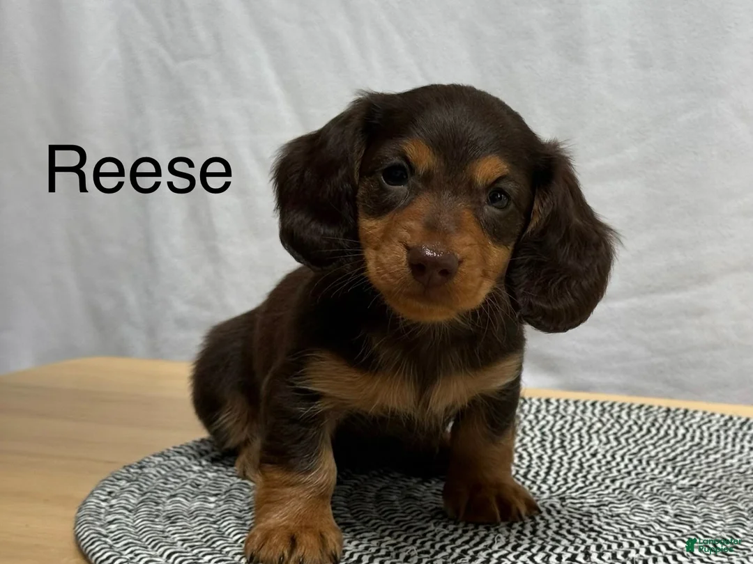 Miniature Dachshund dogs for sale: Reese - Ad 1
