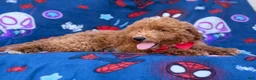 Mini Goldendoodle dogs for sale: Felix  - Ad 7