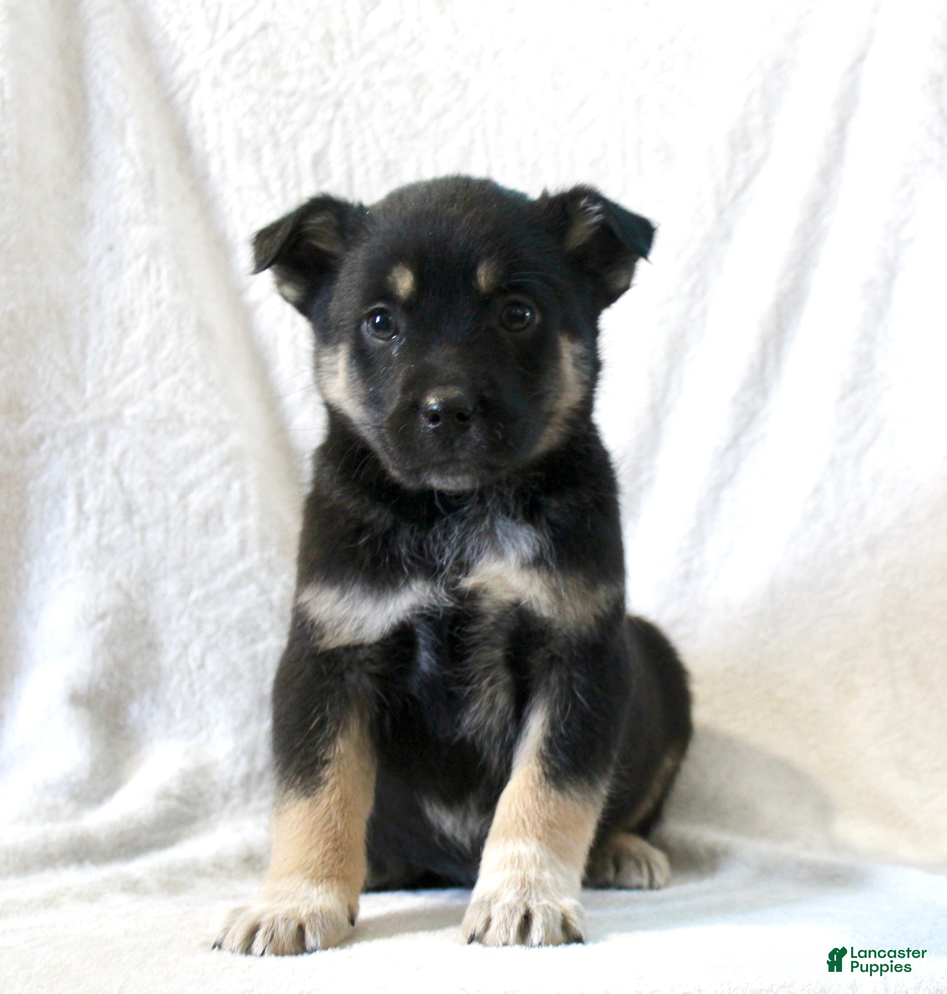 Mixed Breed dogs Sammy - Ad 21