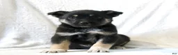 Mixed Breed dogs for sale: Sammy - Ad 1