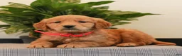 Golden Retriever dogs for sale: Joy  - Ad 1