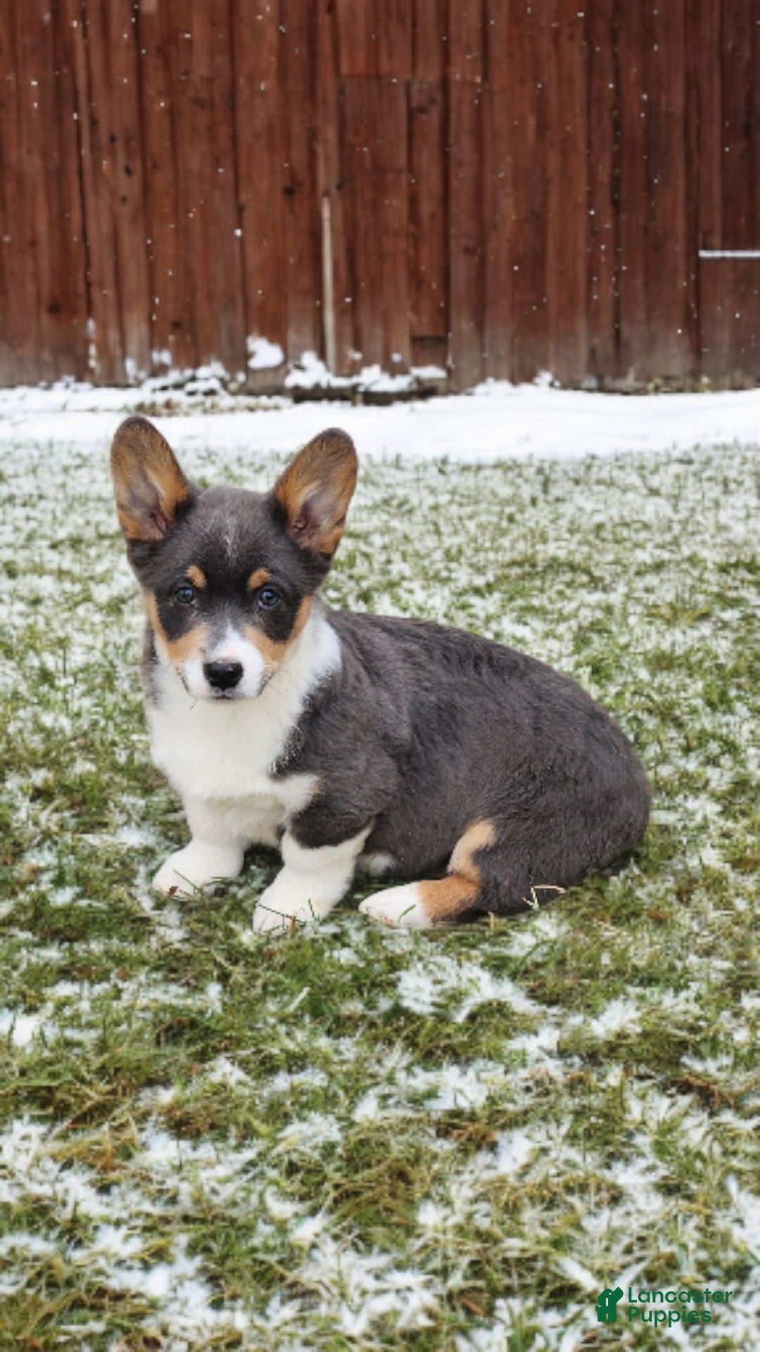 Welsh Corgi Pembroke dogs for sale: Alexa Bluie - Ad 5