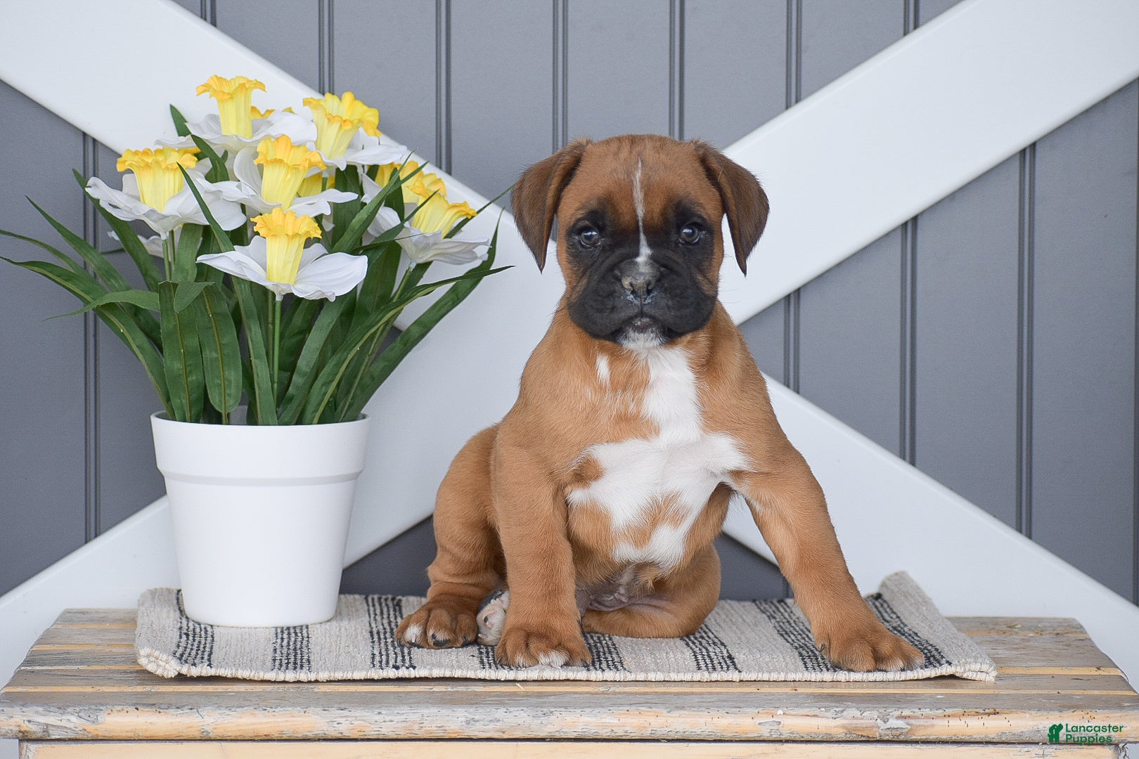 Boxer dogs Griffin - Ad 1