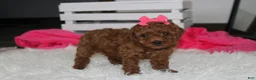 Miniature Poodle dogs for sale: Sally - Ad 5