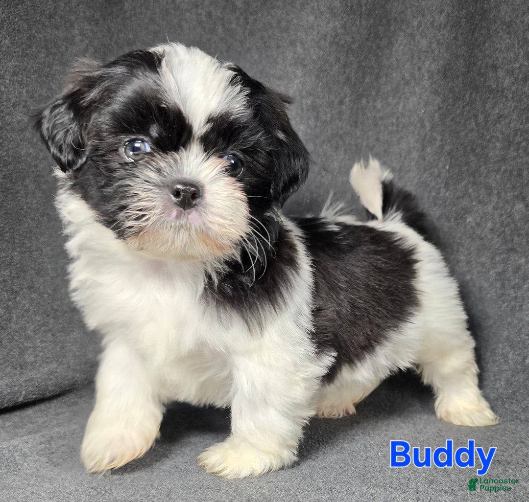 Shih Tzu dogs for sale: Buddy - Ad 4