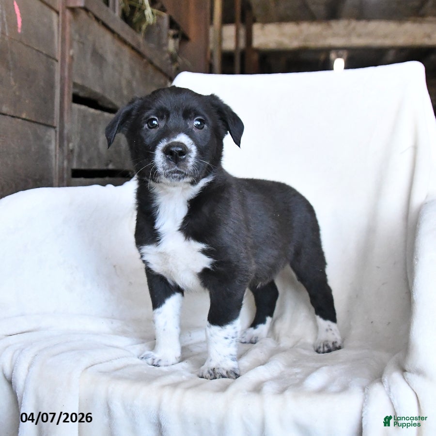 Border Collie dogs Fudge - Ad 1