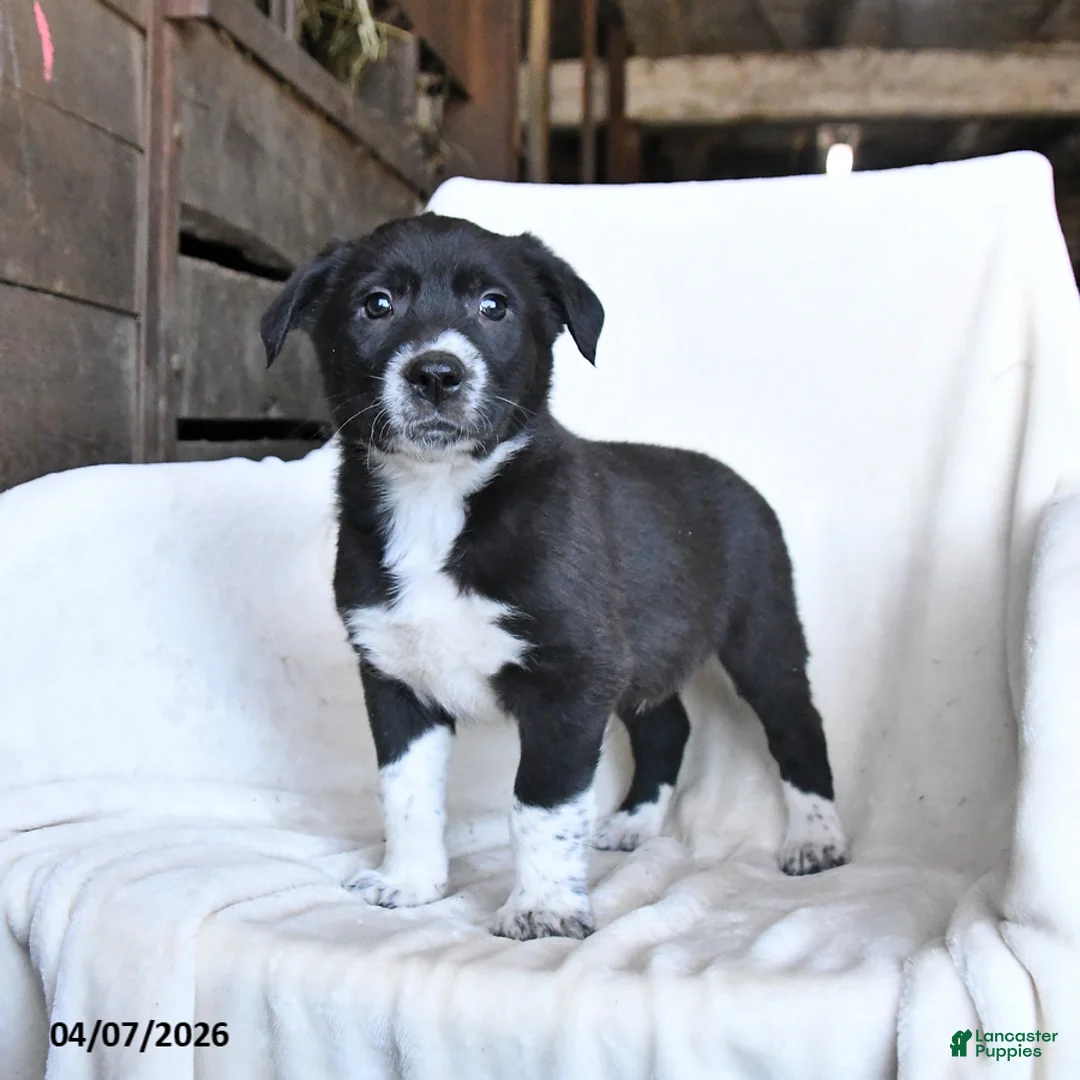 Border Collie dogs for sale: Fudge - Ad 1