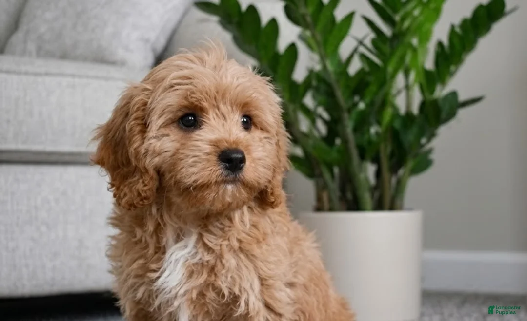 Cavapoo dogs for sale: Mark - Ad 2