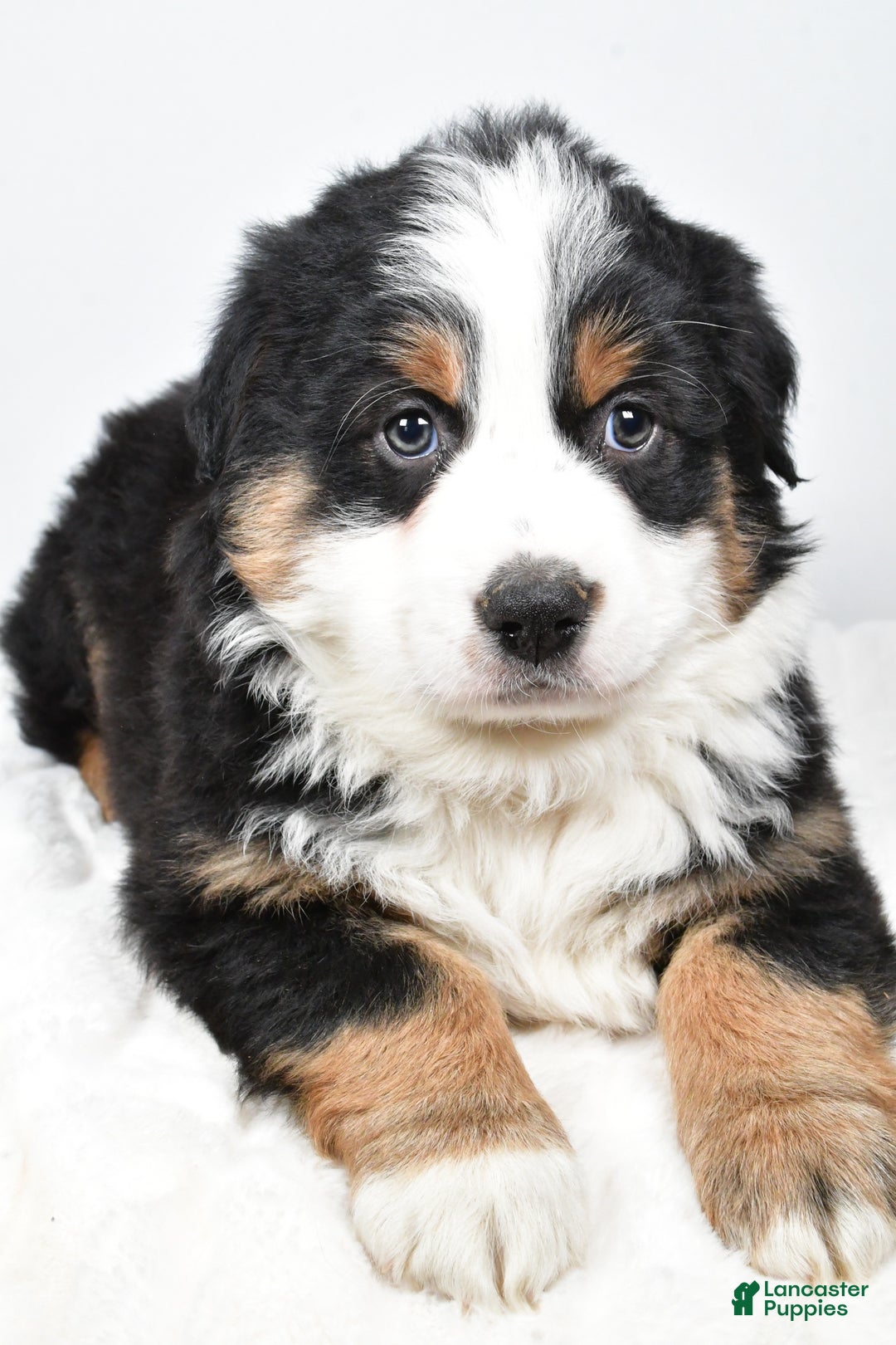 Australian Shepherd dogs for sale: Tommy - Ad 4