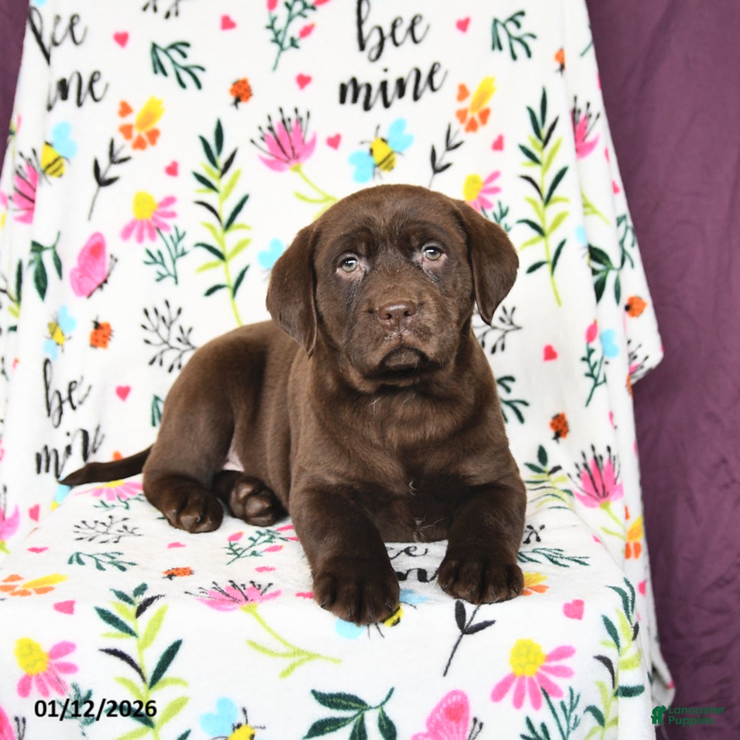 Labrador Retriever dogs for sale: Princess - Ad 5