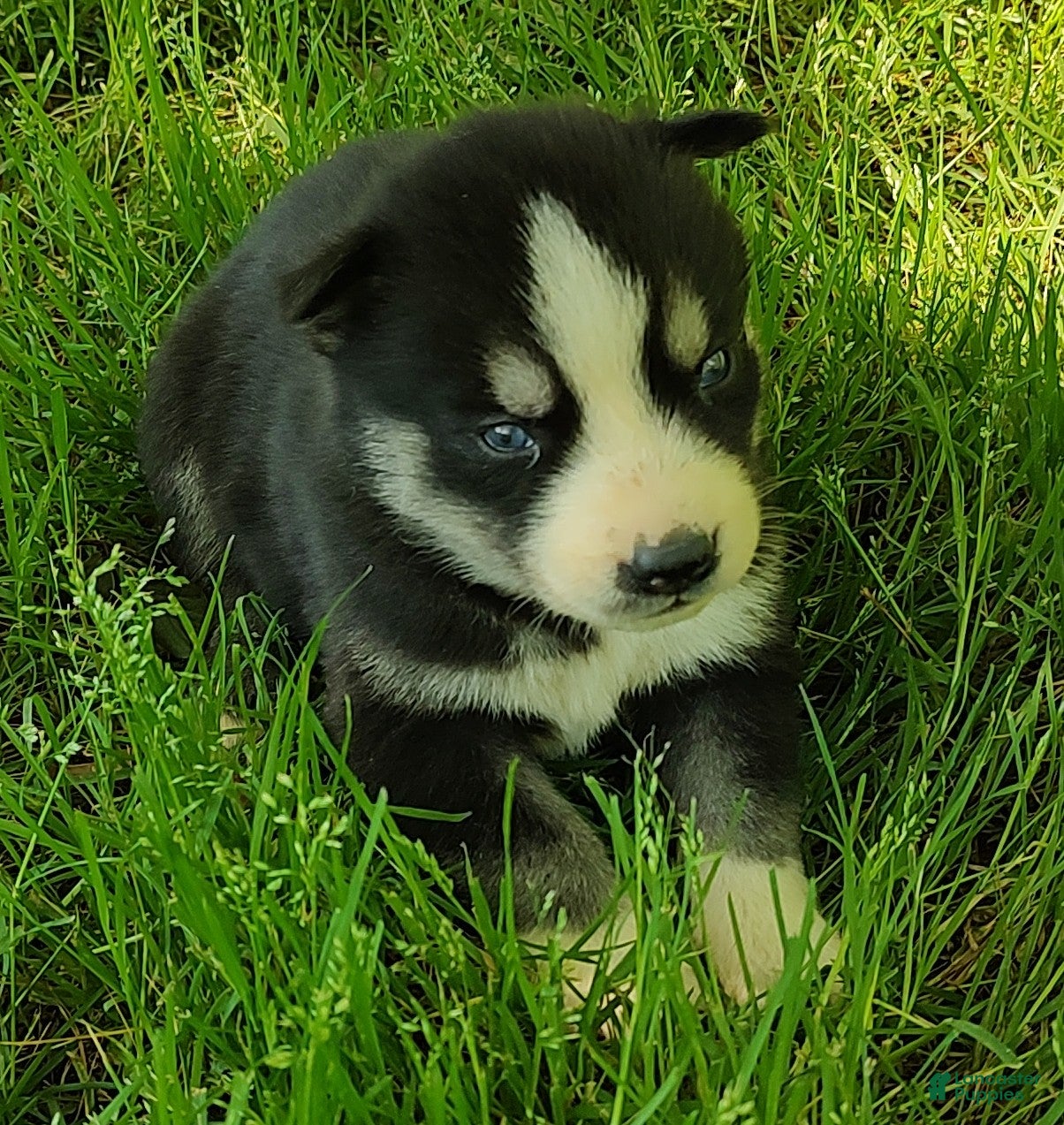 Siberian Husky dogs Sonya's male 5 - Ad 40