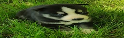 Siberian Husky dogs for sale: Sonya's male 5 - Ad 12