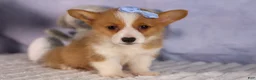 Welsh Corgi Pembroke dogs for sale: Barry🐾 - Ad 14