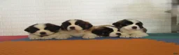 Saint Bernard dogs for sale: LACY - Ad 4