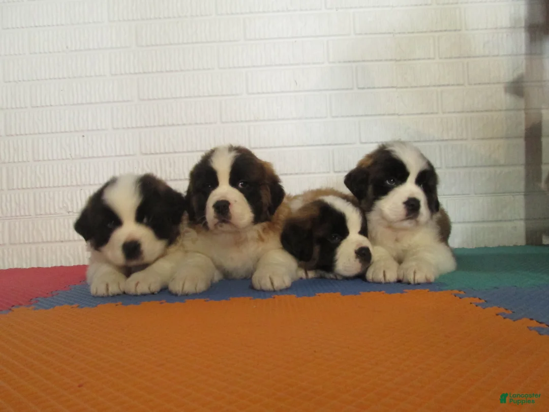 Saint Bernard dogs for sale: LACY - Ad 4