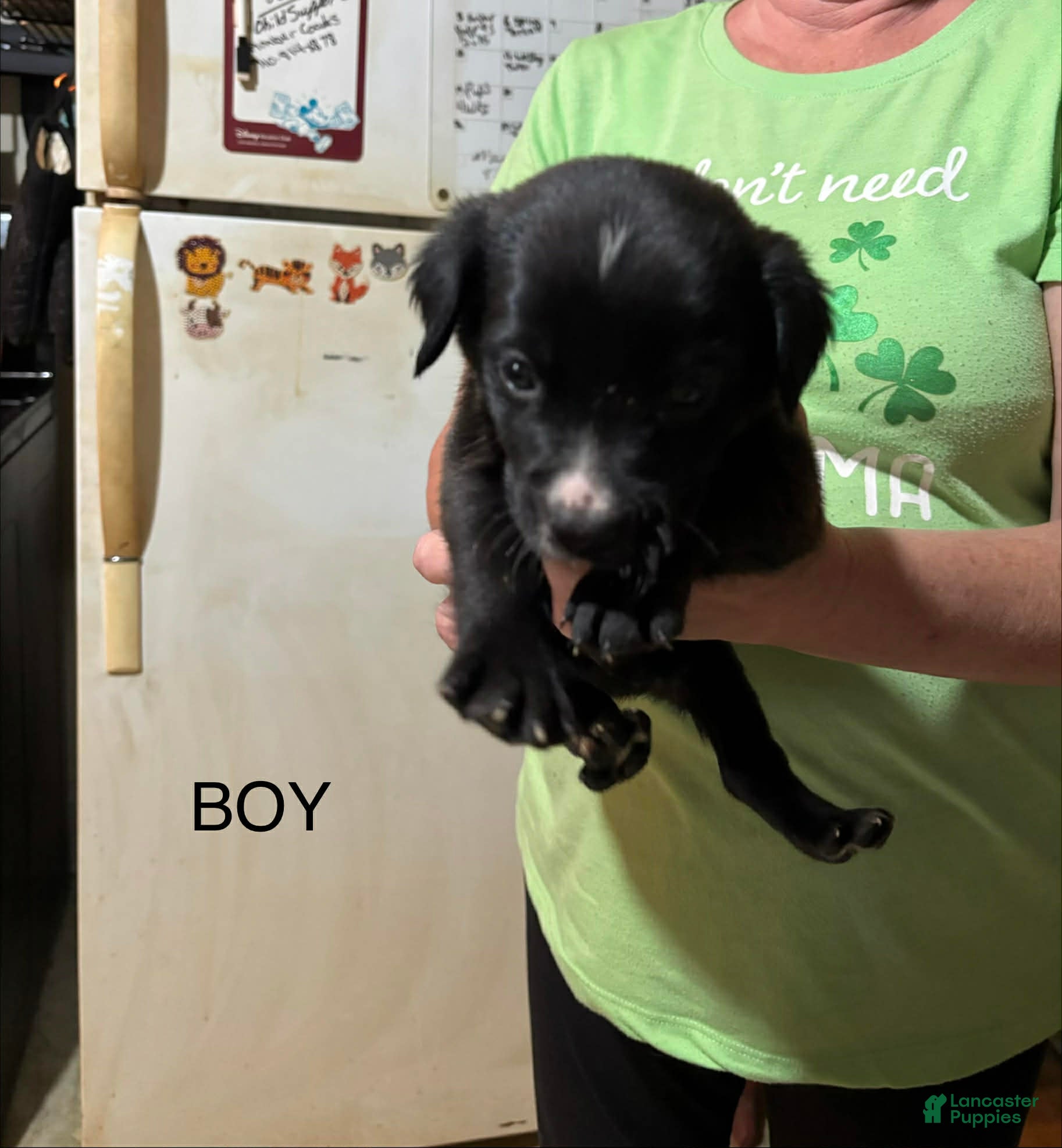 Mixed Breed dogs Mixed Breed Puppy 2 - Ad 30