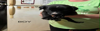Mixed Breed Puppy 2