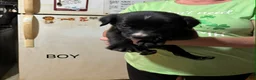 Mixed Breed dogs for sale: Mixed Breed Puppy 2 - Ad 1