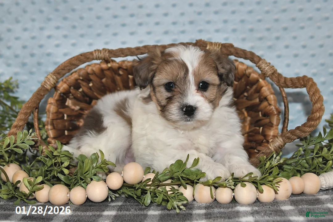 Havapoo dogs for sale: Enzo - Ad 1