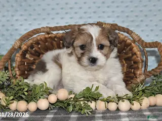 Havapoo dogs Enzo - Ad 13