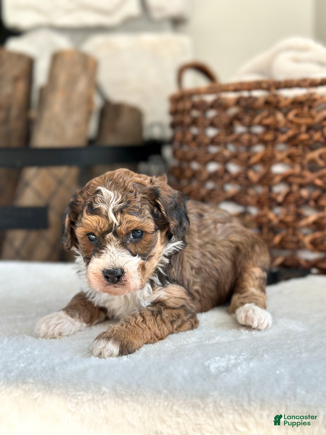 Cavachon dogs for sale: Woody - Ad 2