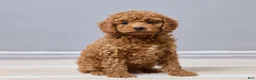 Cavapoo dogs for sale: Bella - Ad 3