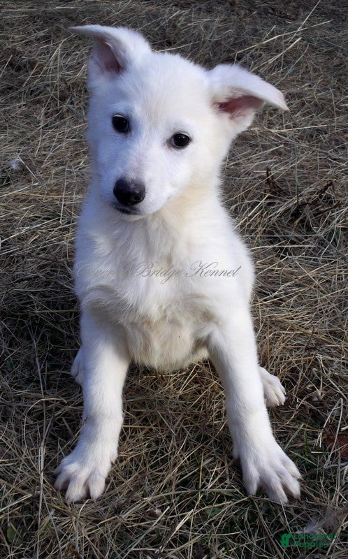 German Shepherd dogs Ivory - Ad 16