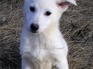 German Shepherd dogs Ivory - Ad 22
