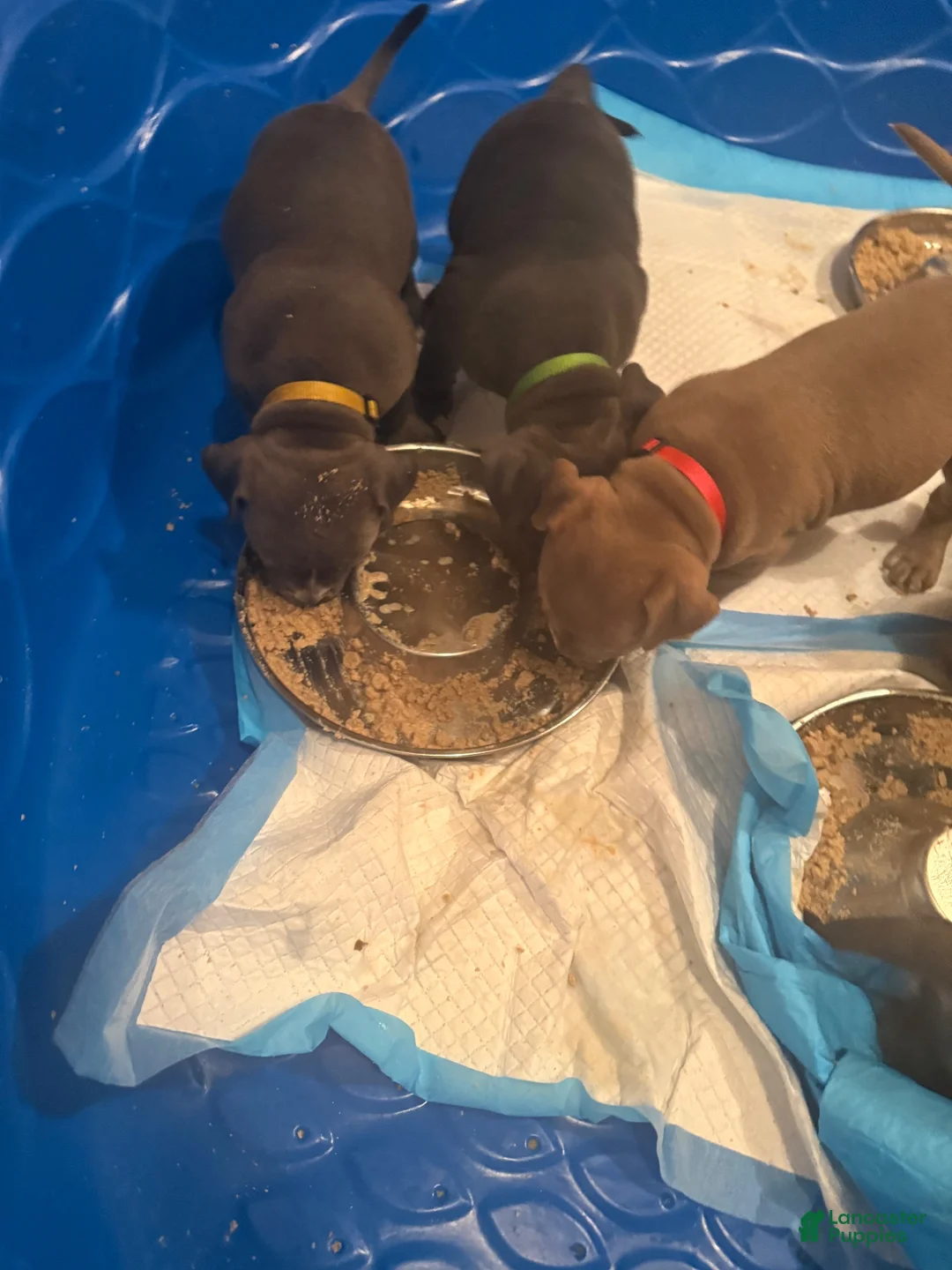 American Bully dogs for sale: American Bully 10 - Ad 2