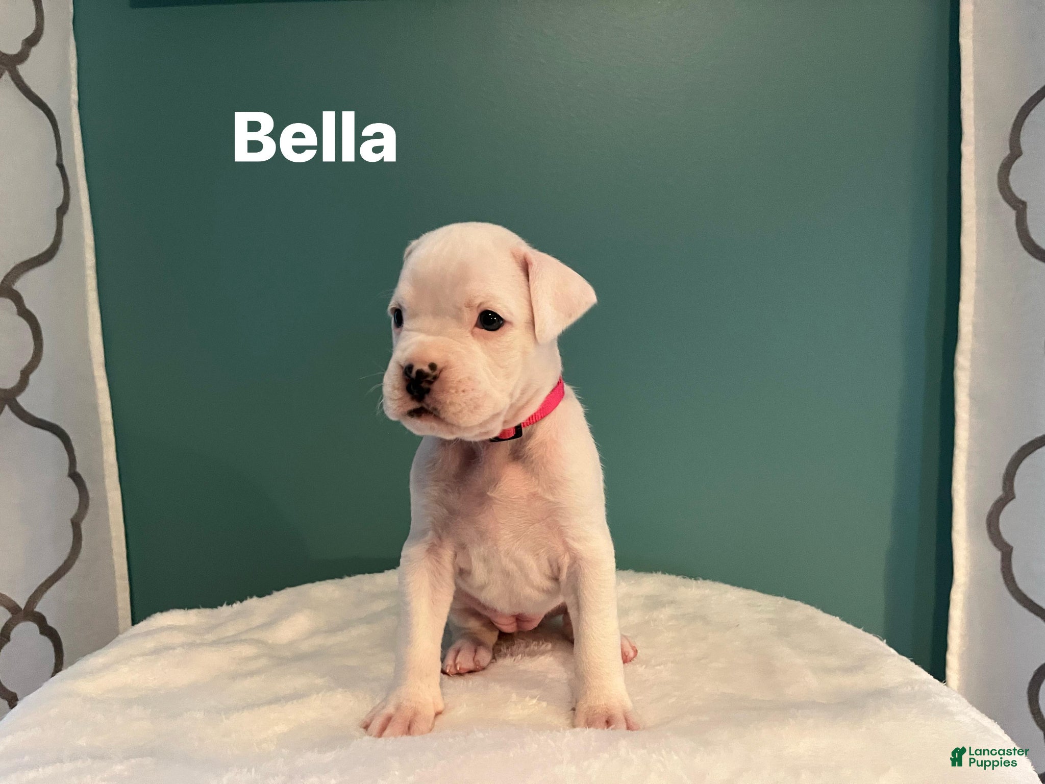 Boxer dogs Bella  - Ad 34