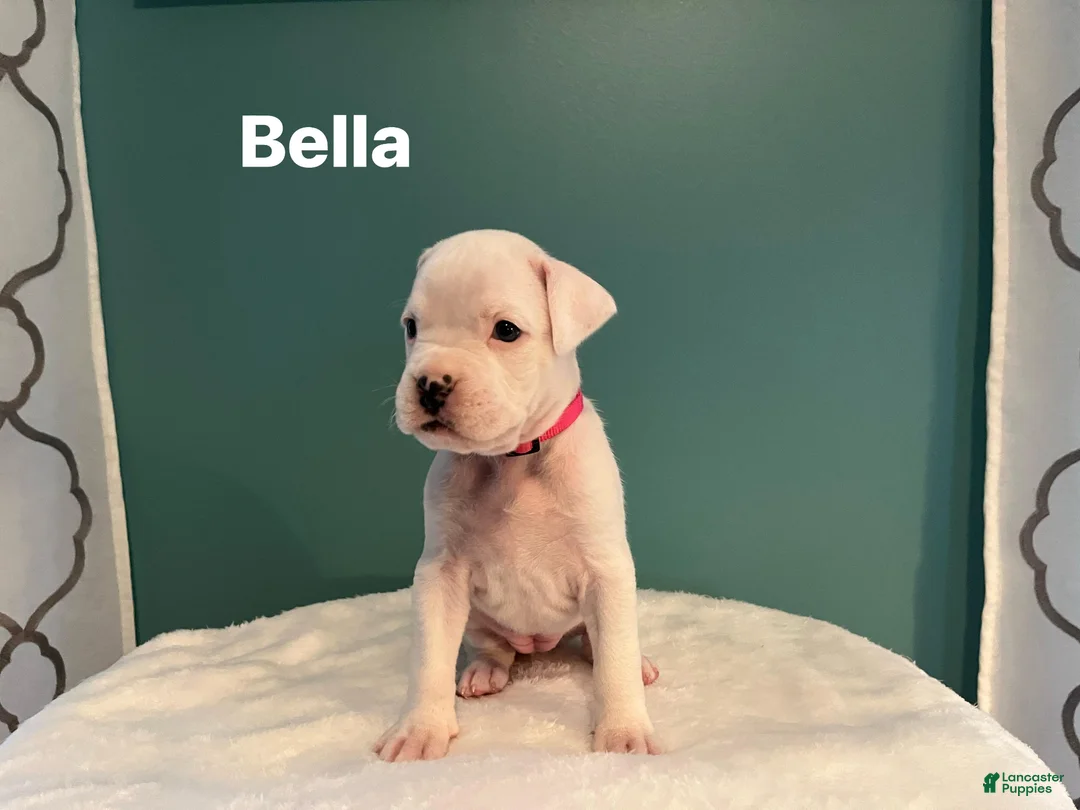 Boxer dogs for sale: Bella  - Ad 1