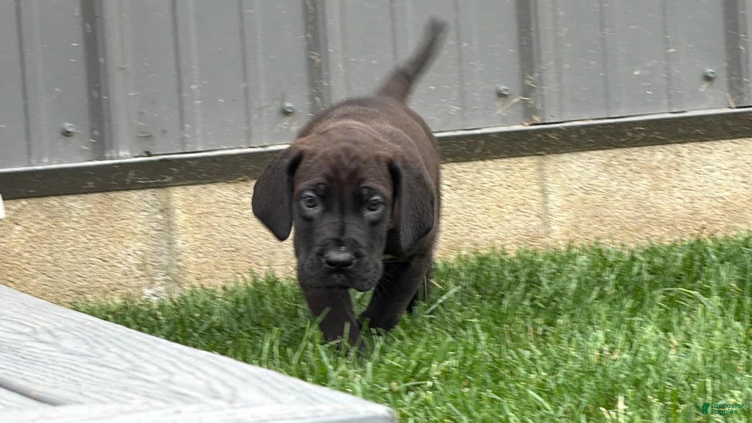 Great Dane dogs for sale: Muddy  - Ad 6