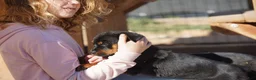 Rottweiler dogs for sale: Rottweiler F1 - Ad 9