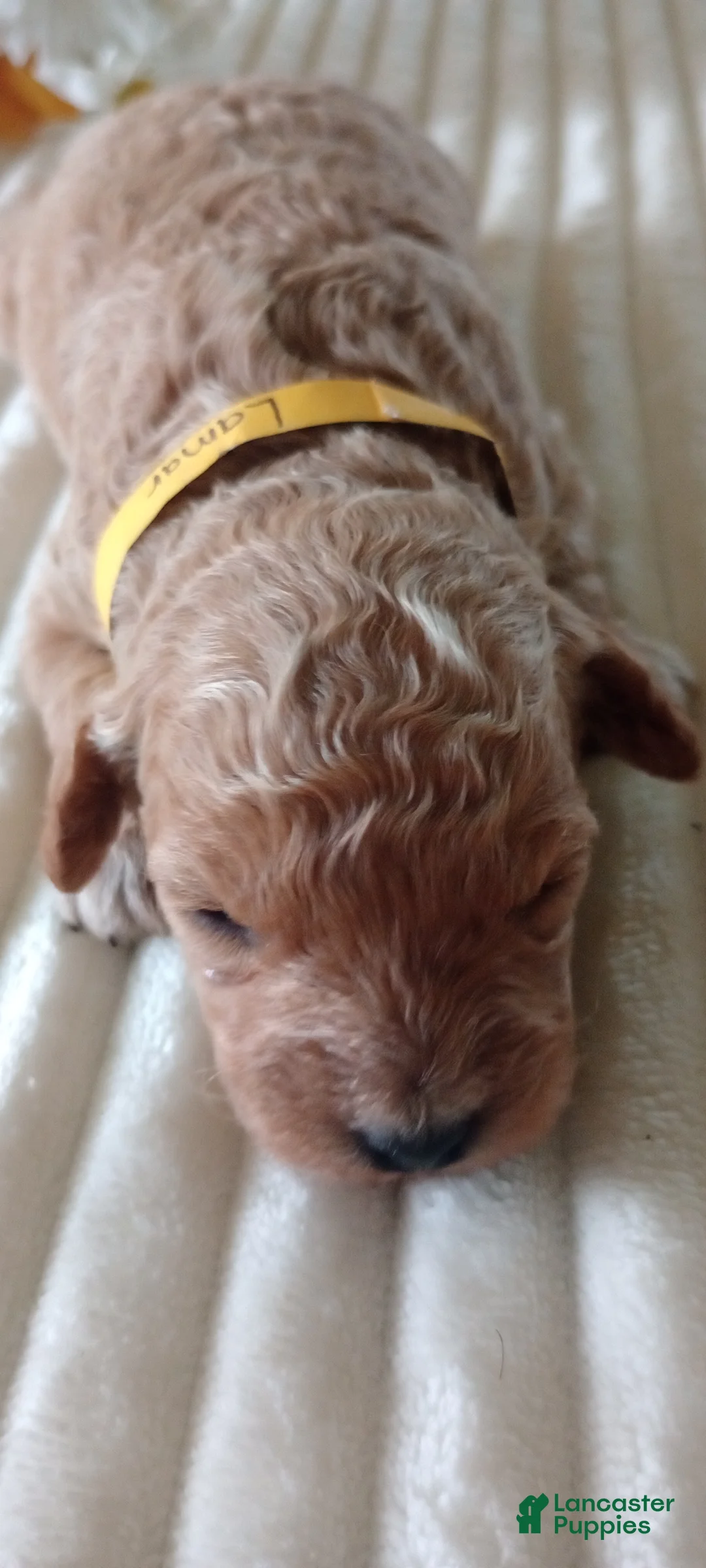 Mini Goldendoodle dogs for sale: Mr. Lamar - Ad 6