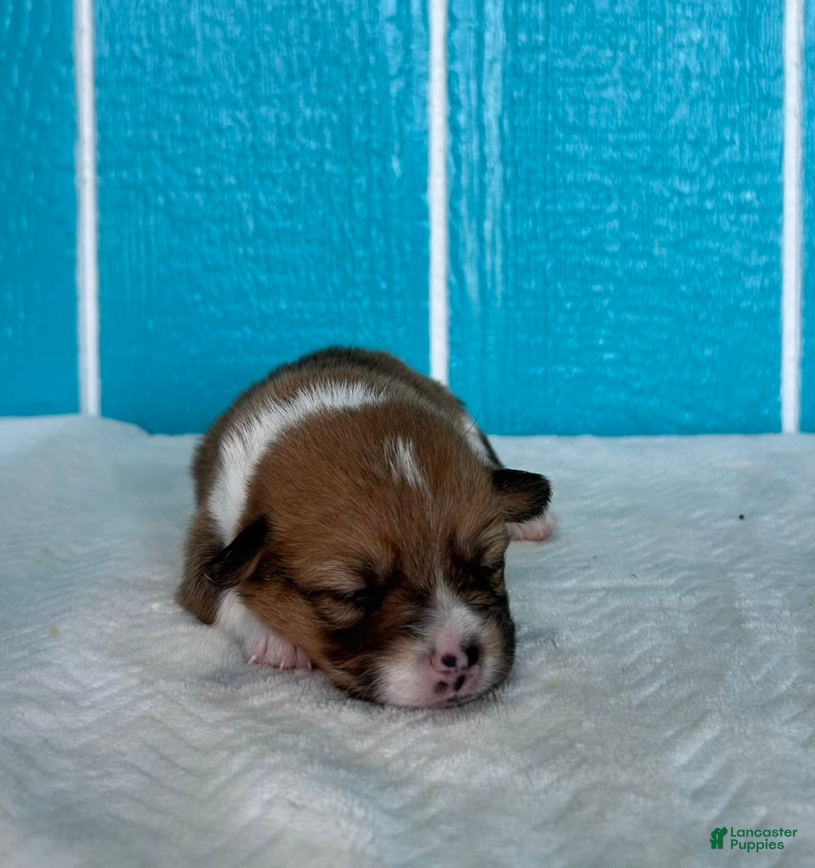 Welsh Corgi Pembroke dogs Hannah Welsh Corgi Pembroke Puppy  - Ad 1