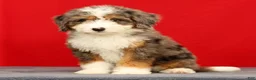 Mini Bernedoodle dogs for sale: Stormy - Ad 1