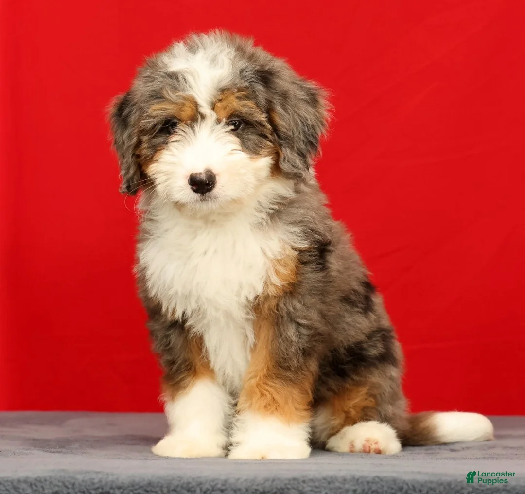 Mini Bernedoodle dogs for sale: Stormy - Ad 1