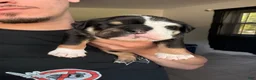 English Bulldog dogs for sale: Male Black Tri - Ad 1