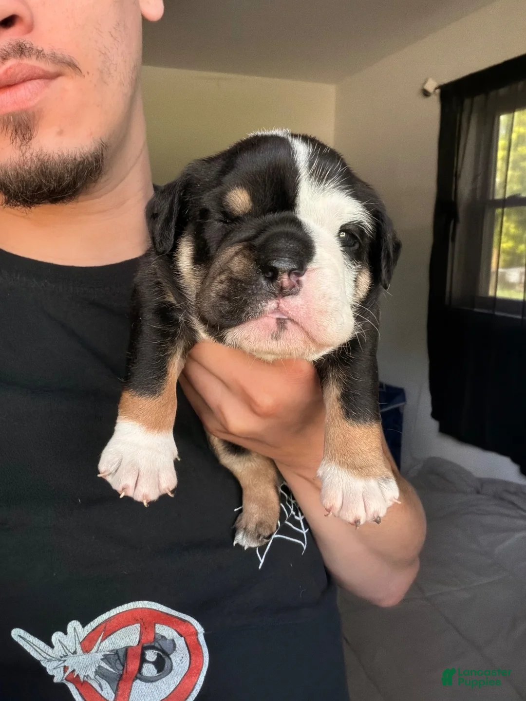 English Bulldog dogs for sale: Male Black Tri - Ad 1