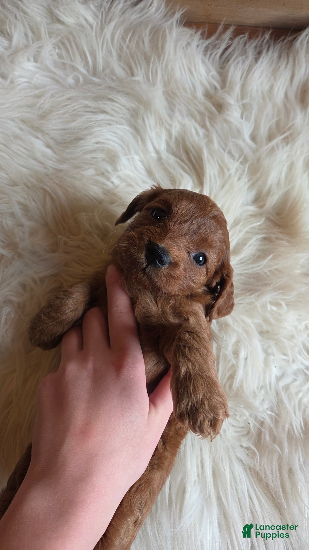 Cavapoo dogs for sale: Bella - Ad 7