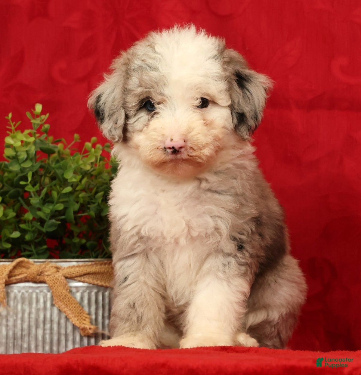 Mini Sheepadoodle dogs Bella - Ad 2