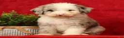 Mini Sheepadoodle dogs for sale: Bella - Ad 2