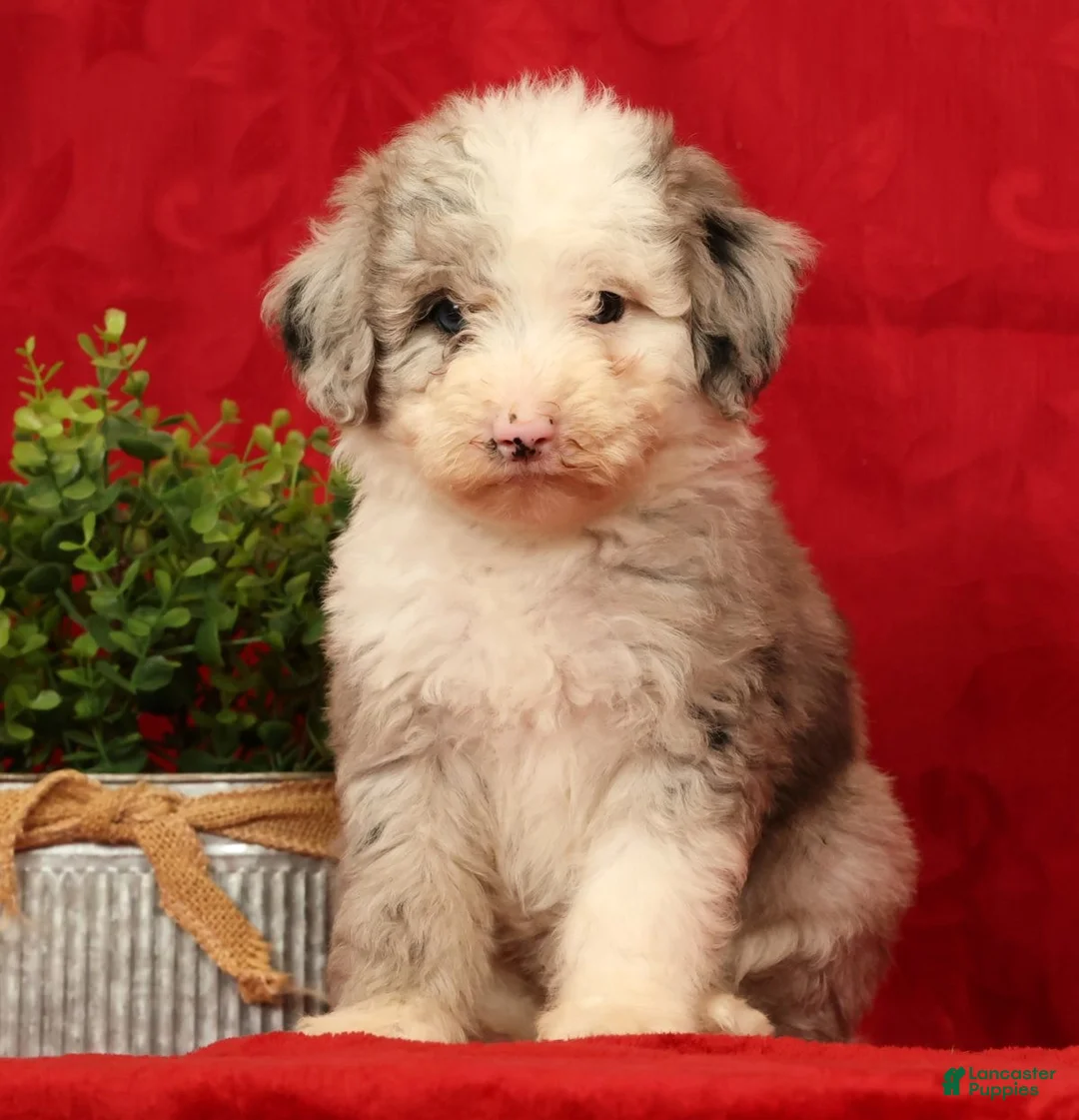 Mini Sheepadoodle dogs for sale: Bella - Ad 2